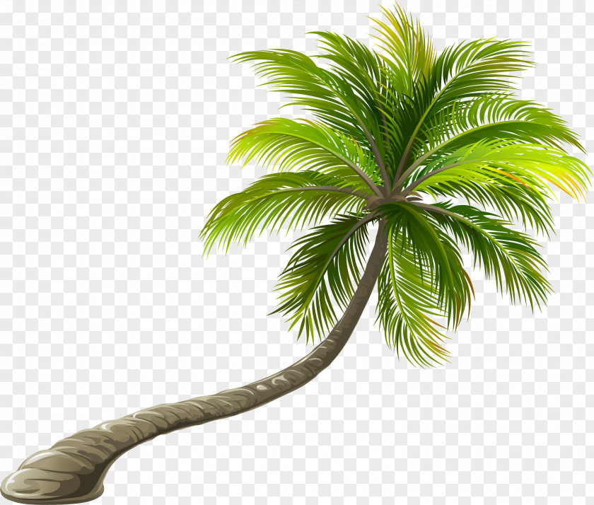 Green Twisted Coconut Trees PNG twisted coconut trees clipart PNG