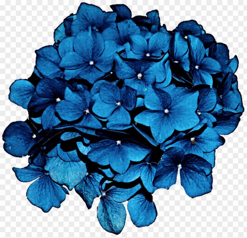 Hydrangea Flower Blue Clip Art PNG