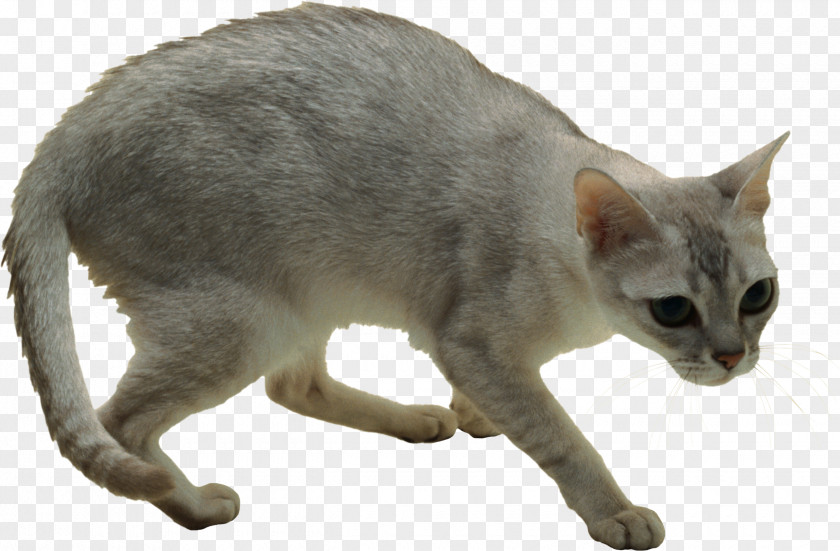 Kitten Domestic Short-haired Cat Malayan Australian Mist Singapura German Rex PNG