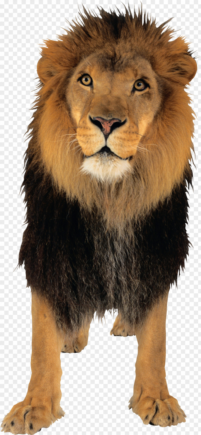 Lion Image Tiger PNG