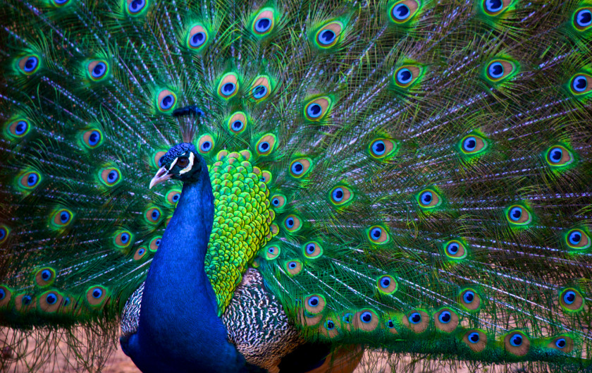 Peacock India Asiatic Peafowl Bird Jaguarundi Phasianidae PNG