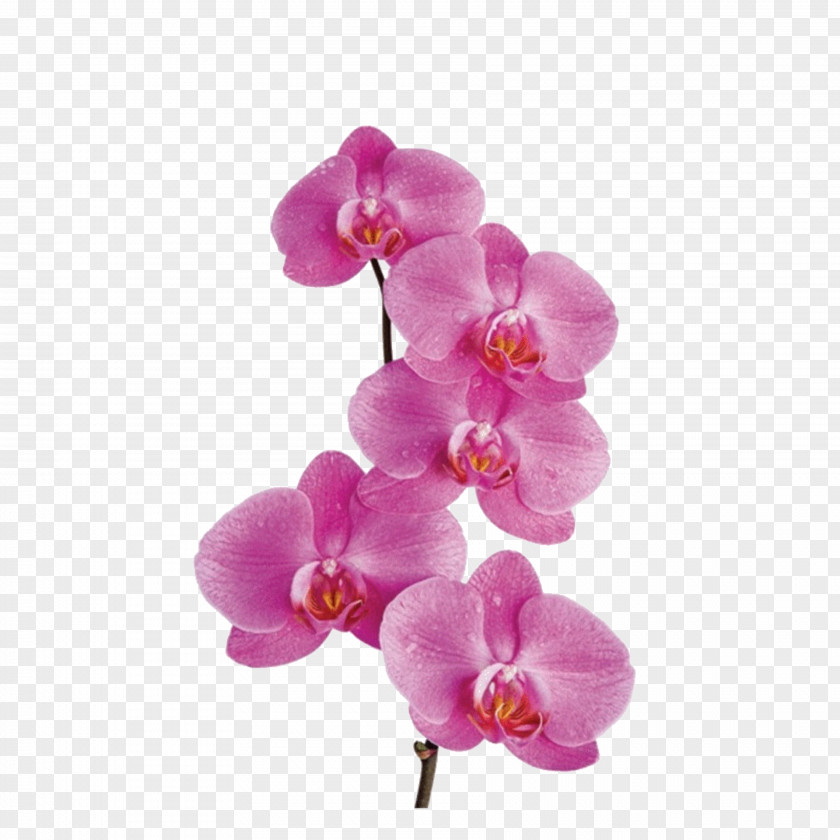 Orchid Moth Orchids Flower Clip Art PNG