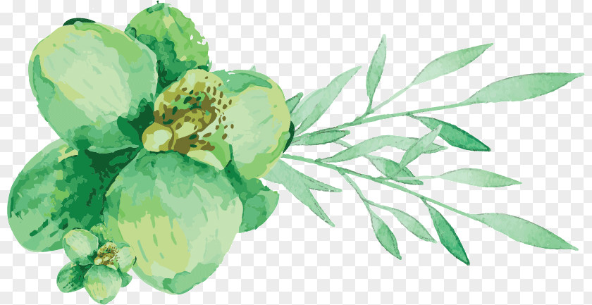 Watercolor Greenery Painting Engadine Leaf Vegetable Cut Flowers PNG