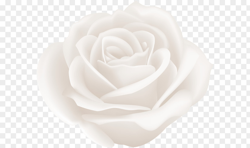 White Rose Centifolia Roses Garden Clip Art PNG