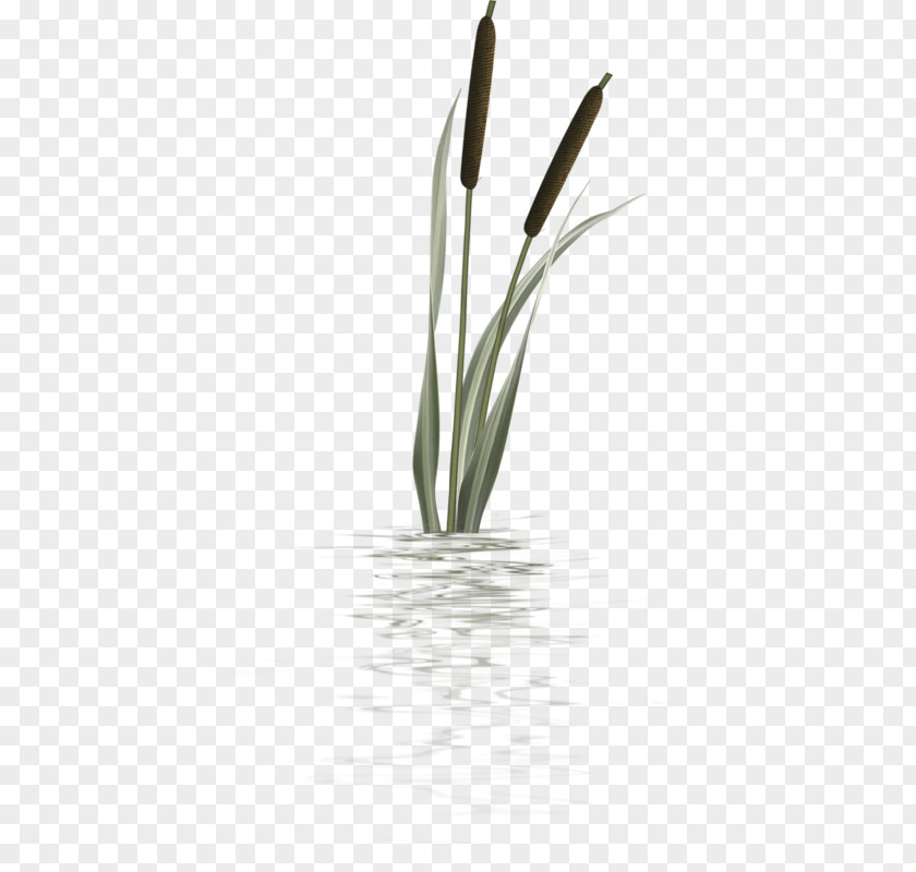 Cattail Silhouette Plant Cattails Bulrush Plants Stem Flower Herbaceous PNG