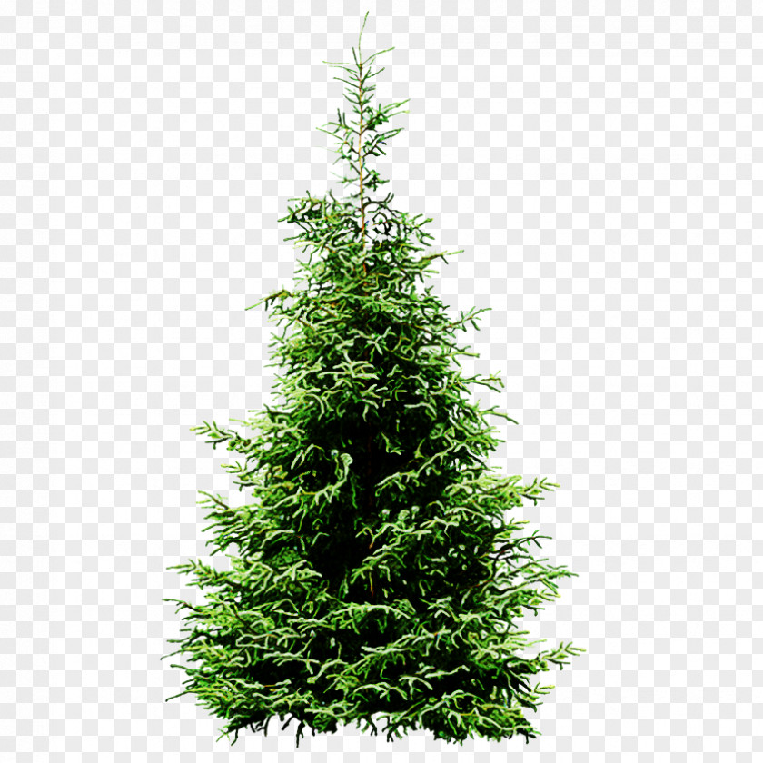 Christmas Tree PNG