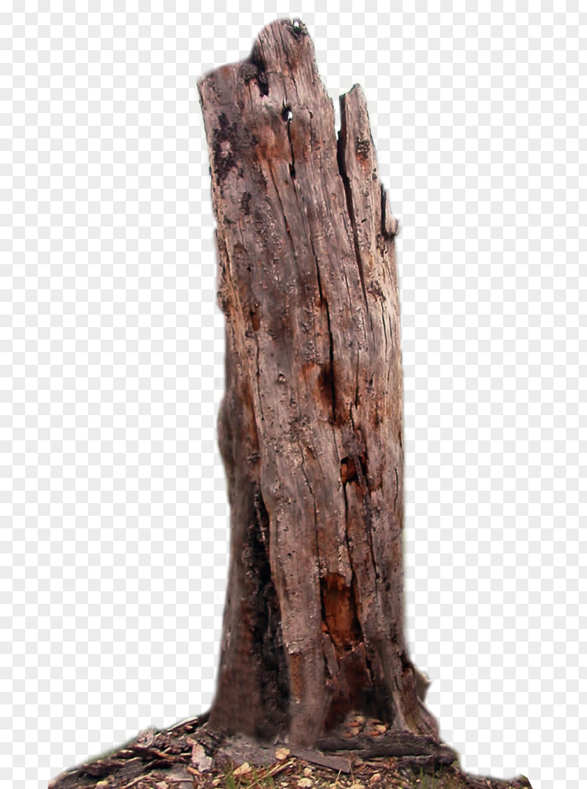 Dead Tree Trunk Branch Wood PNG