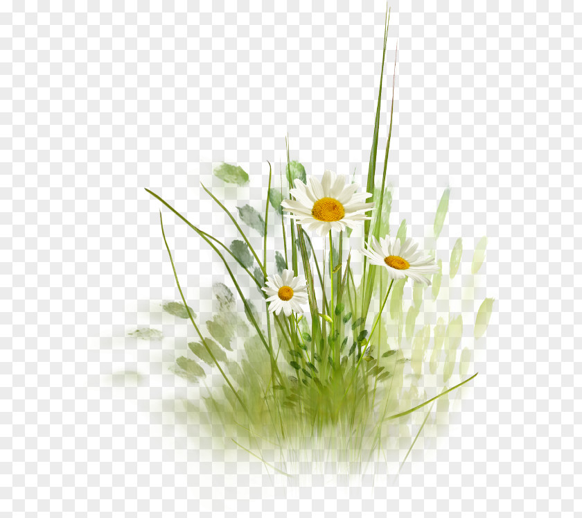 Flowers PNG clipart PNG