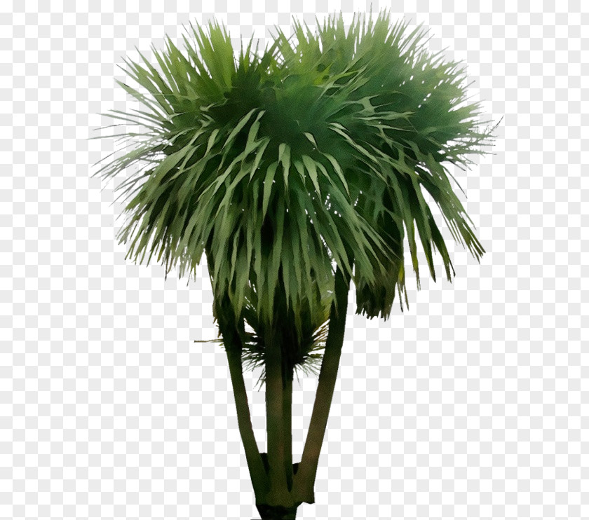 Palm Tree PNG