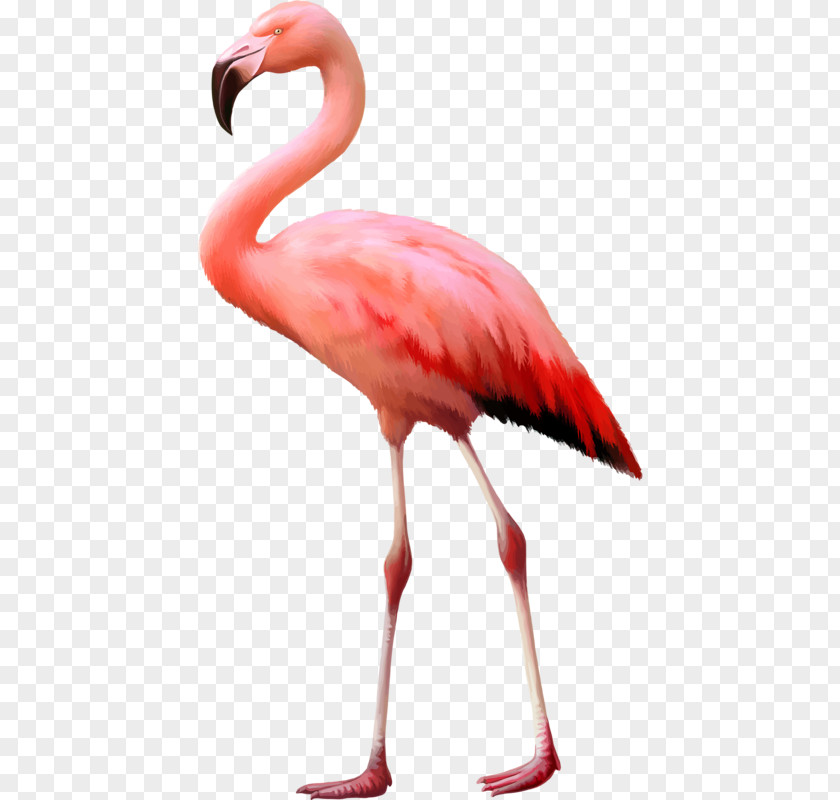 Pink Ostrich Flamingo Stock Photography Royalty-free PNG