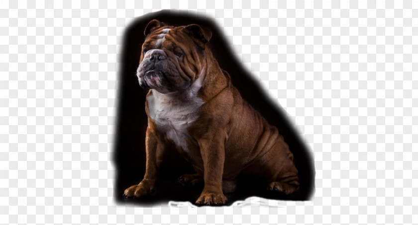 Dog Breed Non-sporting Group (dog) Snout PNG