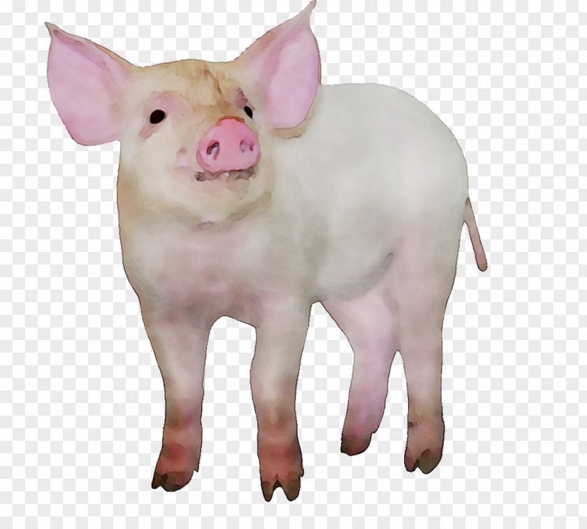 Domestic Pig Dog Breed Pig's Ear PNG