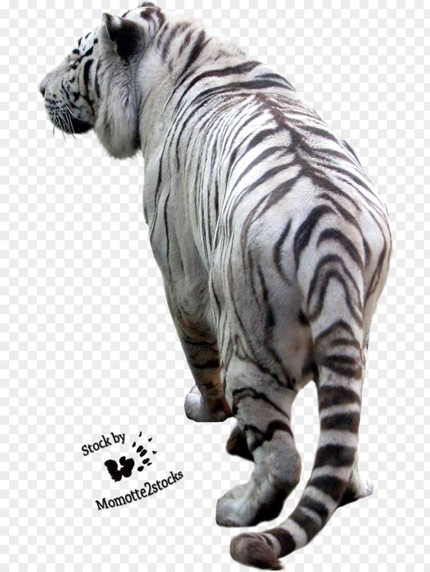 Tiger Print PNG