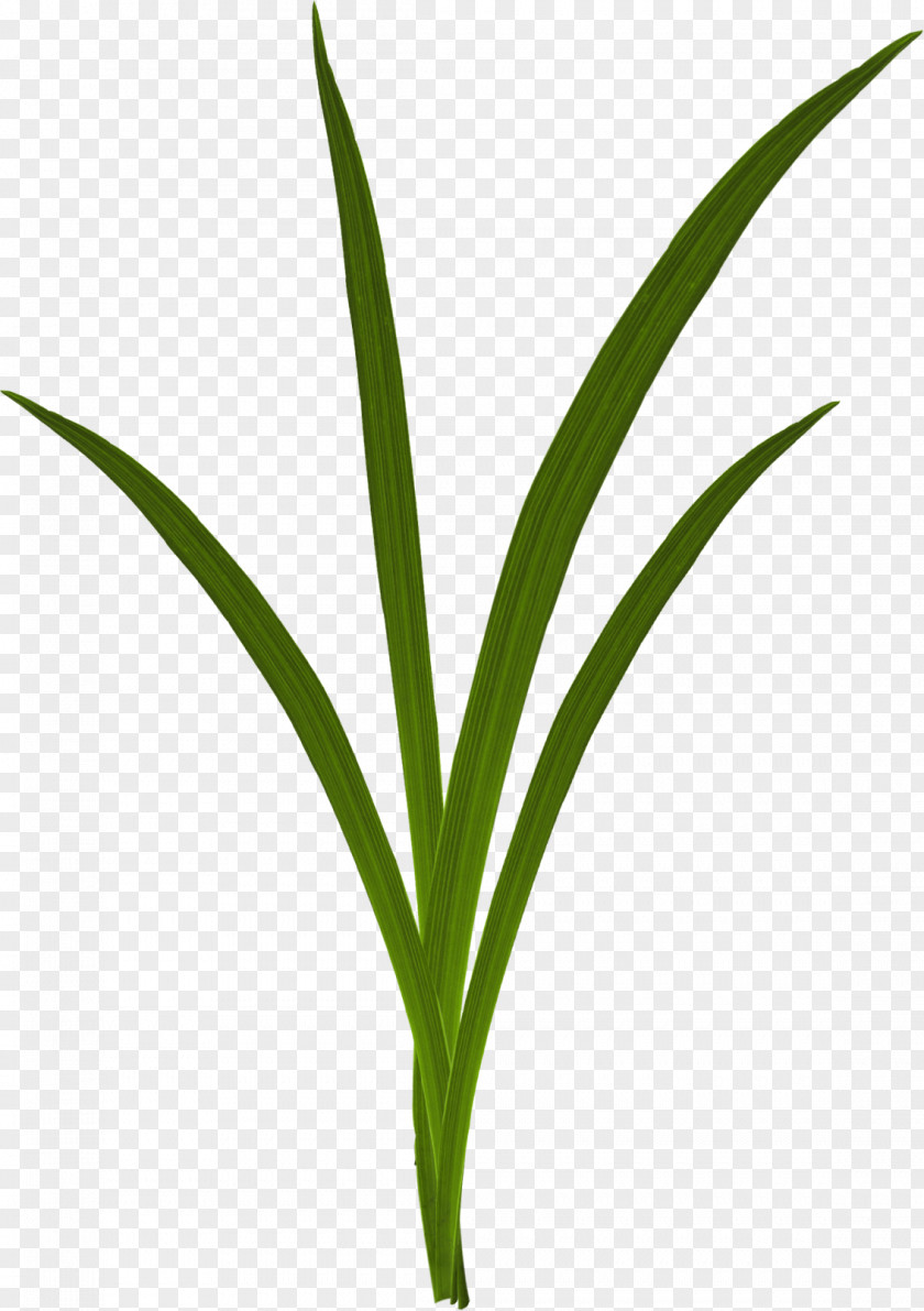 Green Grass Grasses Download PNG