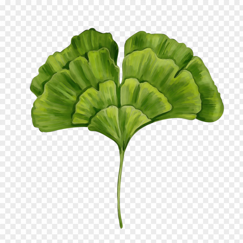 Leaf Vegetable Plant Watercolor Flower Background PNG