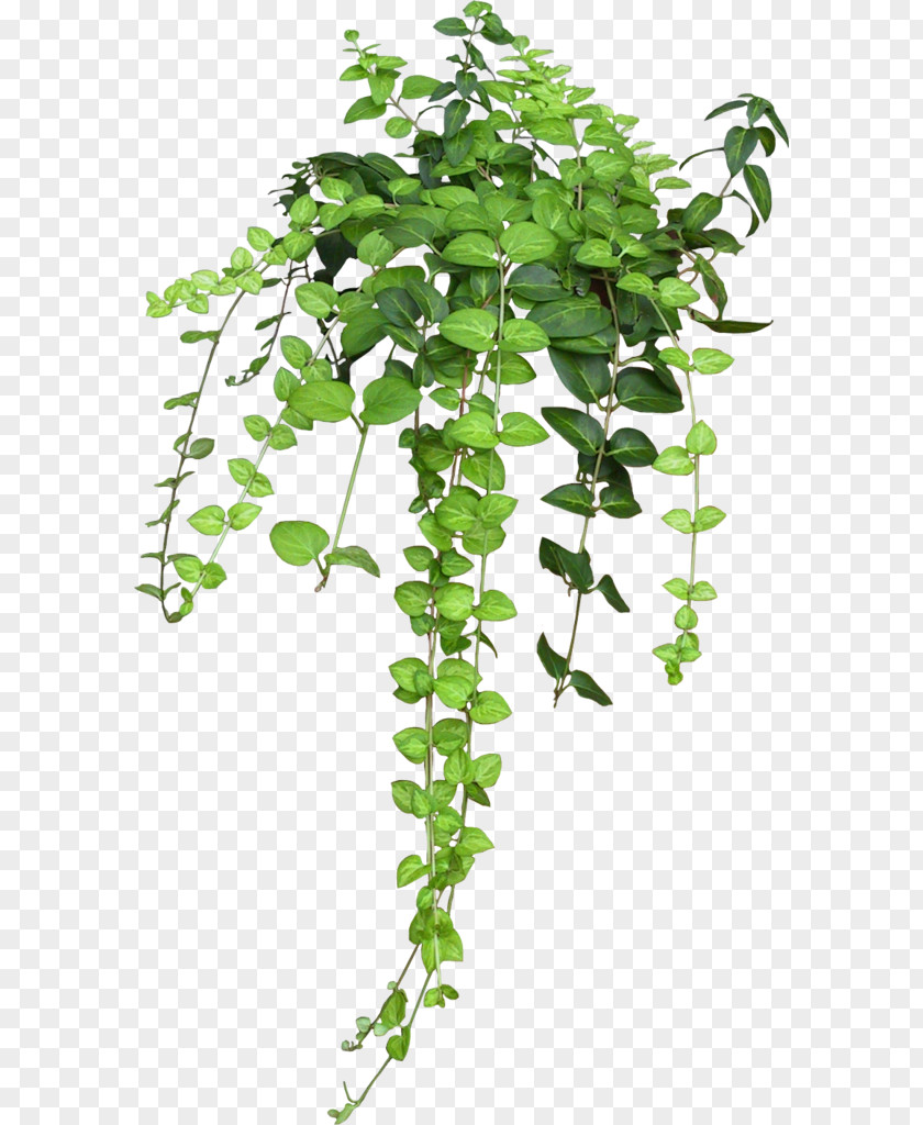 Plant Flowerpot Houseplant Hanging Basket Vine PNG