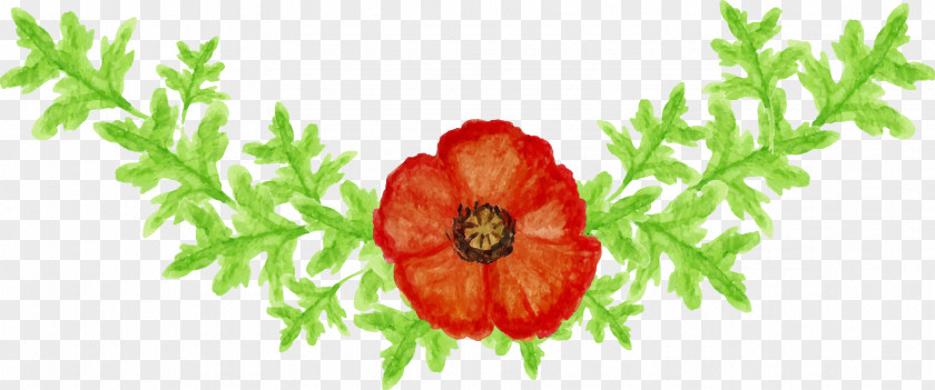 Poppy Cut Flowers Floral Design Floristry PNG