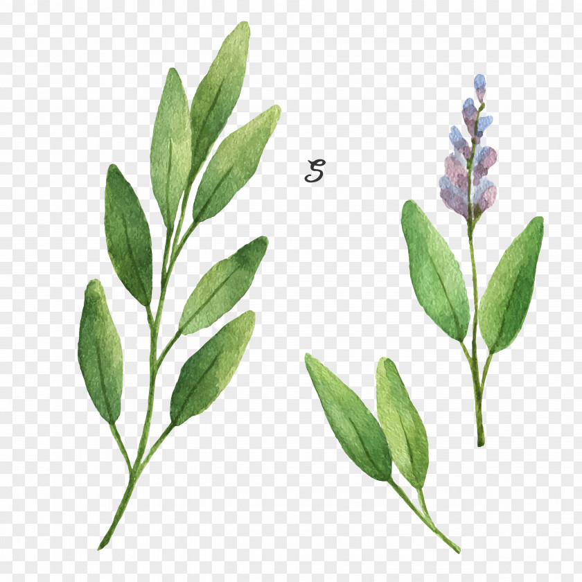 Drawing Plant Common Sage Stock Illustration PNG