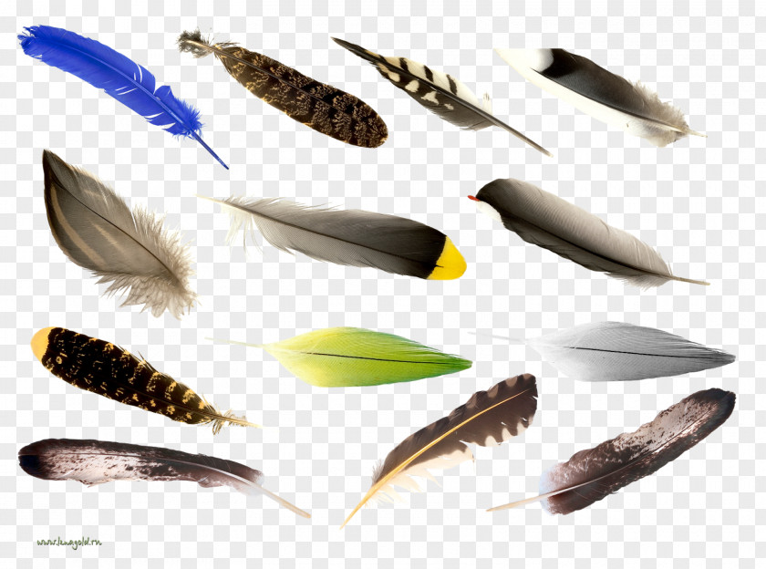 Feather Bird Computer File Psd PNG