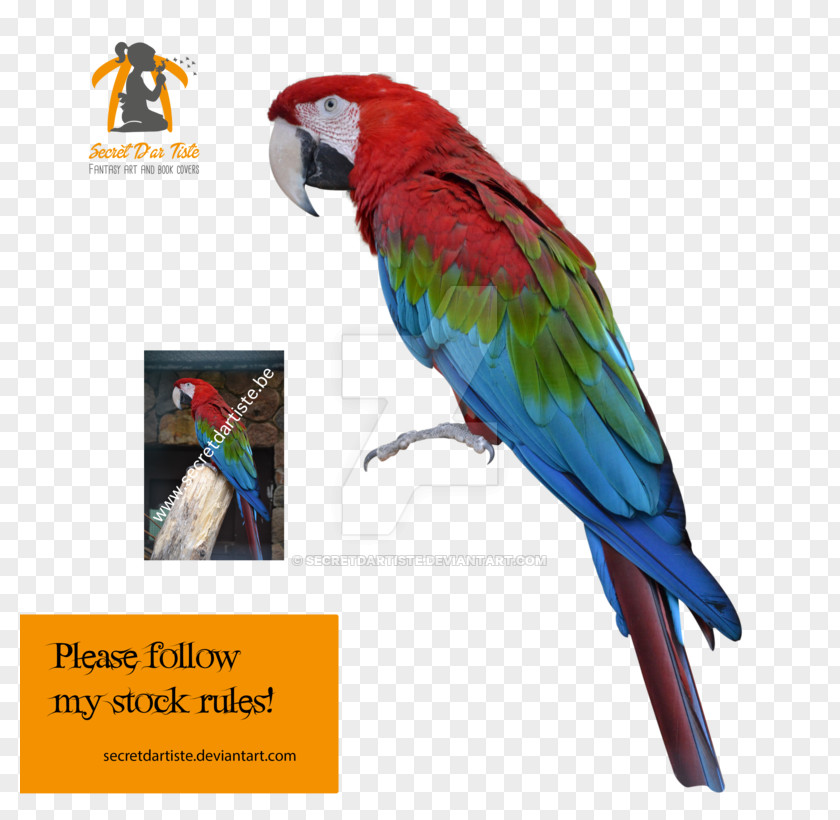 Feather Macaw Parakeet Loriini Advertising PNG