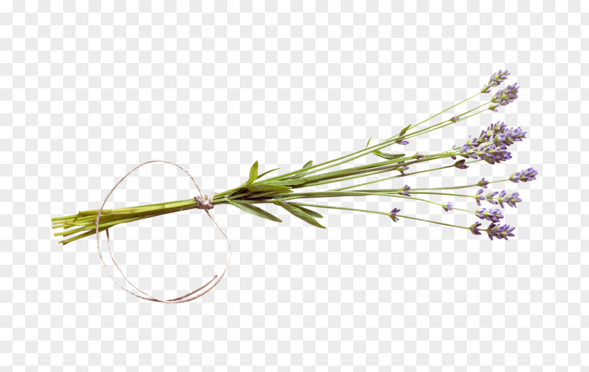 Flower Twig Plant Stem Lavender PNG