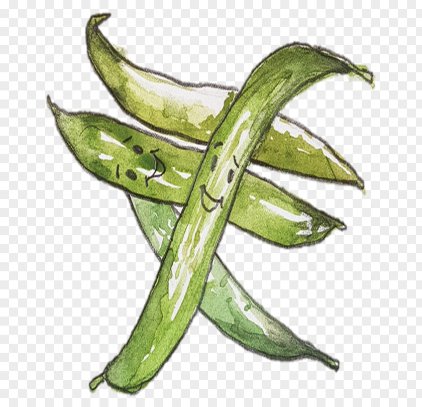 Green Beans Leaf Vegetable Plant Stem Commodity PNG