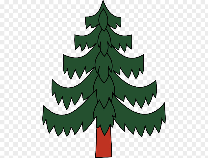 Spruce Pine Colorado Oregon Leaf Tree Evergreen PNG