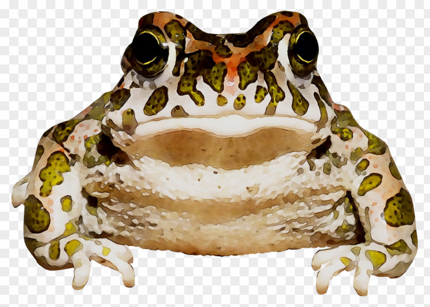 American Bullfrog True Frog Toad Jaw Terrestrial Animal PNG