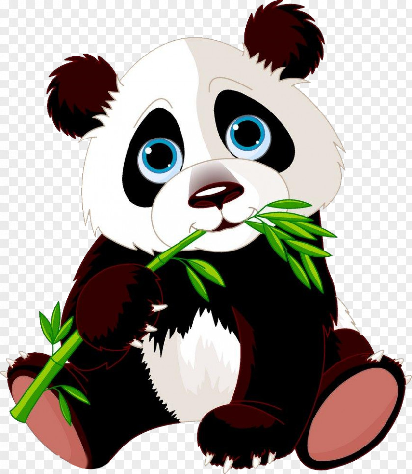 Eat Bamboo Panda Giant Bear Red Cartoon PNG