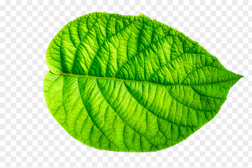 Leaf Green Plants Biology Plant Structure PNG