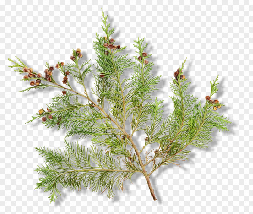 Tree Shortleaf Black Spruce Yellow Fir White Pine Jack Red Larix Lyalliisubalpine Larch PNG