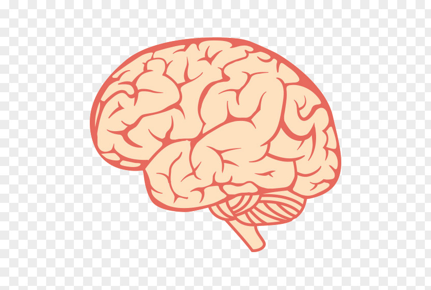 Brain Human Science Clip Art PNG