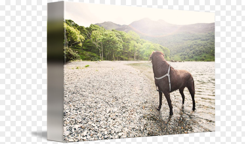 Lake District Dog Walking Stallion PNG