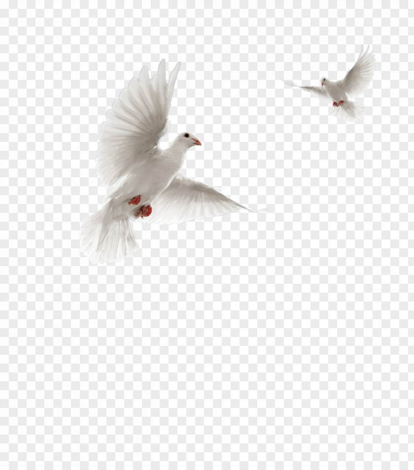 Pigeon Columbidae Flight Bird Domestic Squab PNG