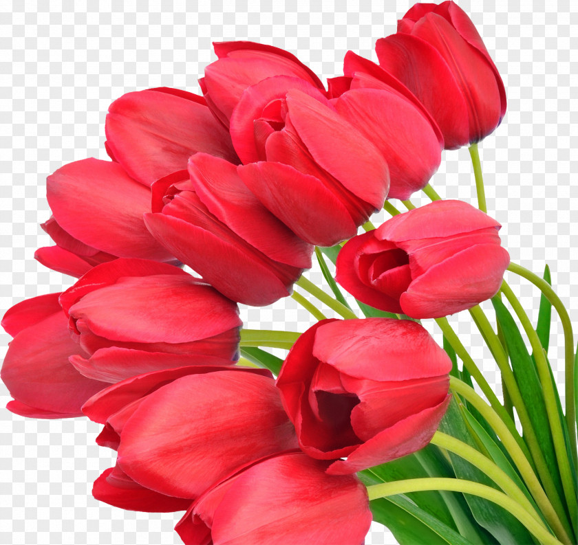 Tulip Flower Bouquet Image PNG