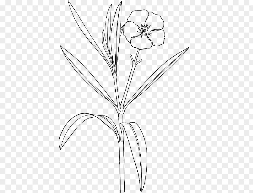 Zinc Atom Model Paper Plate Oleander Drawing Clip Art Flower Shrub PNG