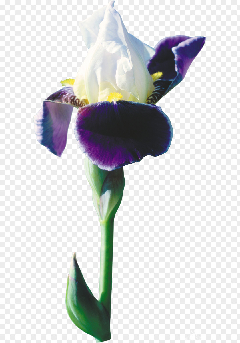 3d Flirty Flower Plant Wall Iris Clip Art PNG