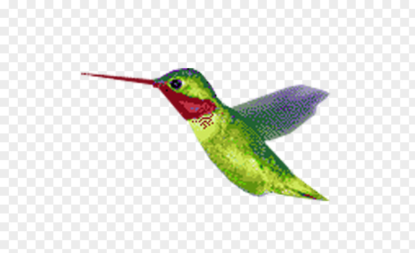 Animation Hummingbird PNG