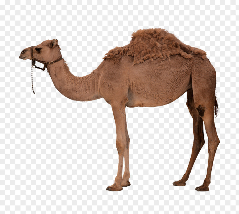 Camel Dromedary Bactrian PNG