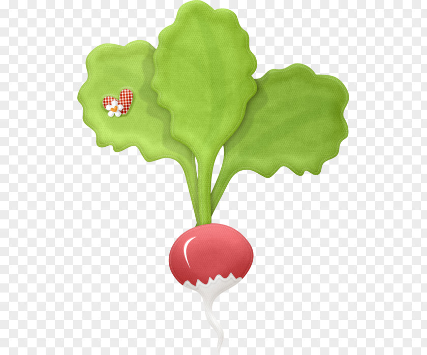 Garden Radish Drawing Vegetable Common Beet Clip Art PNG