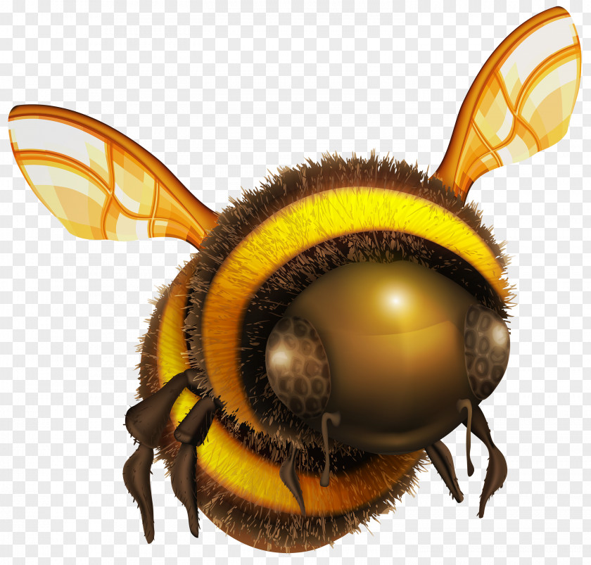 Honey Bee Clip Art PNG