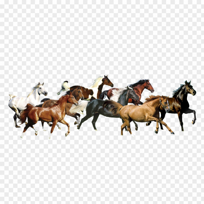 Horses Thxe0nh Cxf4ng Tranh Dxe1n Tu01b0u1eddng Bu1ea3o Viu1ec7t Painting Paper Art PNG
