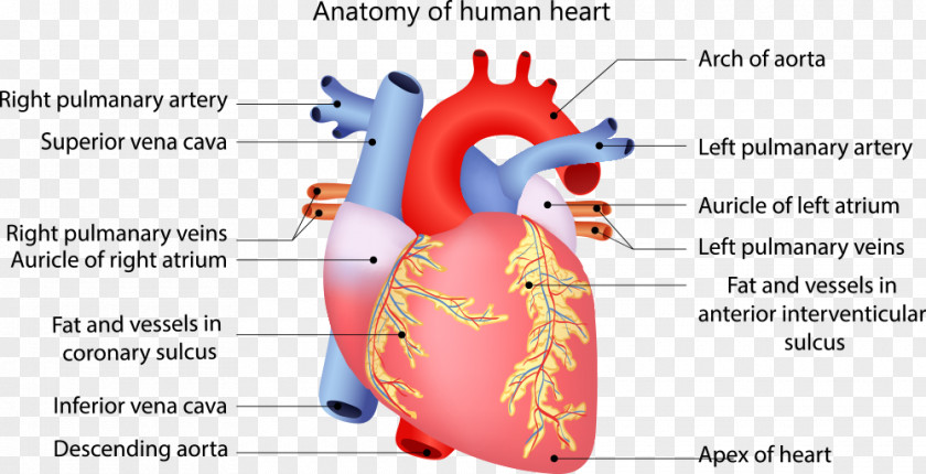 Human Heart Circulatory System Anatomy Body PNG heart system body, organ and marked in English clipart PNG