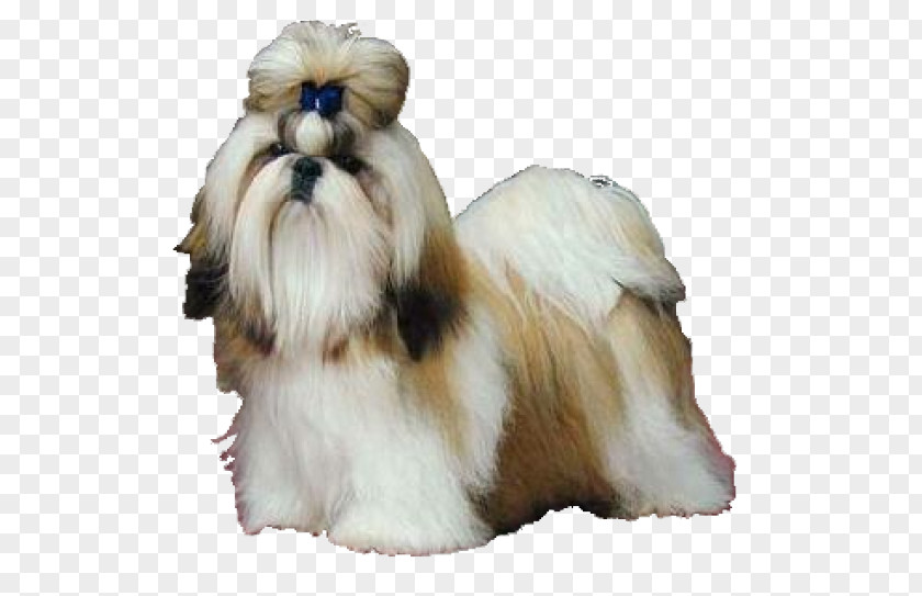 Puppy Shih Tzu Maltese Dog Papillon Shih-poo Chihuahua PNG