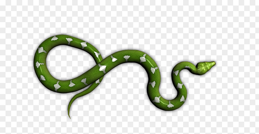 Snake Boa Constrictor Boas Amphibian Animal PNG