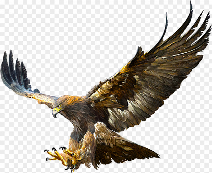 Eagle Bald Golden Flight Drawing PNG