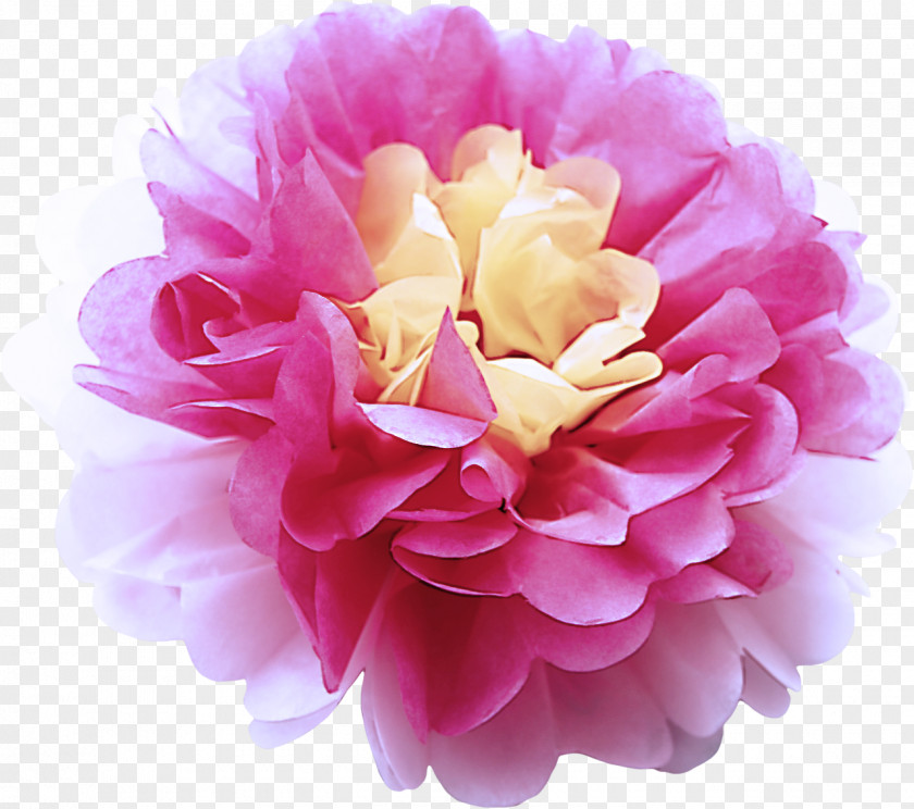 Rose Family Pompom Pink Petal Flower Plant Common Peony PNG