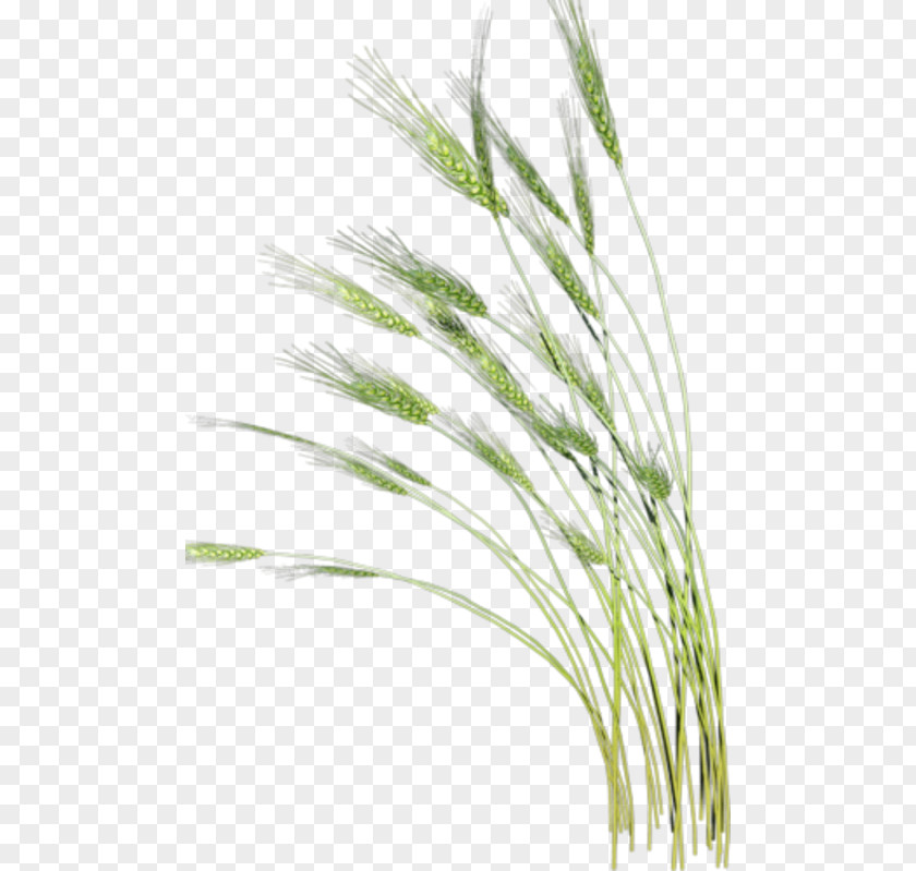 Wheat Plant Xiaoman Clip Art PNG