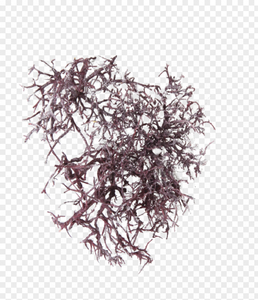 Dry Tree Sea Vegetable PNG