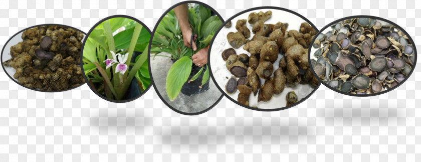 Health Kaempferia Parviflora Arabica Coffee Herbaceous Plant PNG